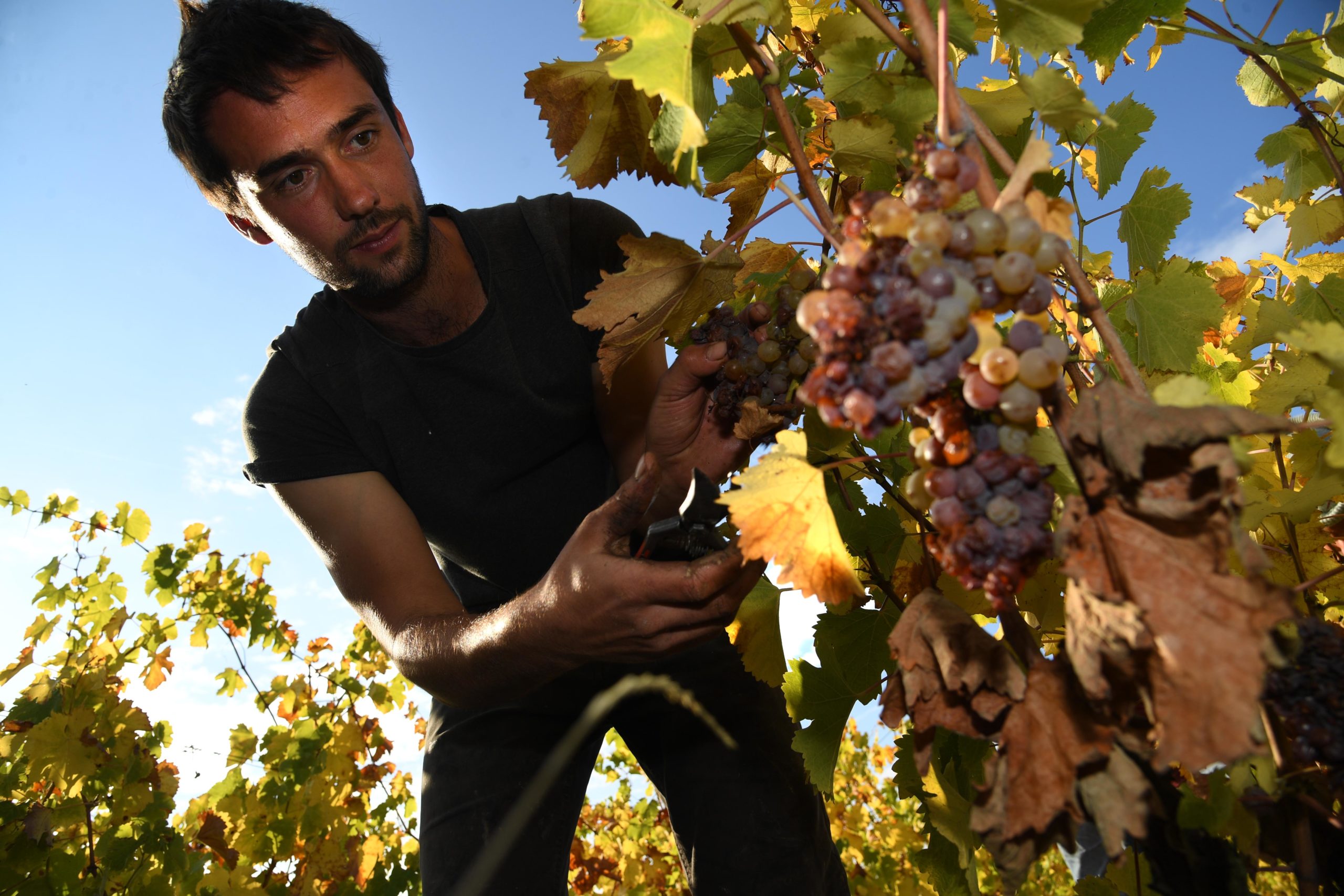 Corentin Forest Domaine de Rochambeau